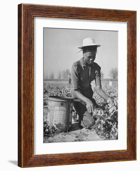 Young African American Sharecropper Woman Picking Peas in a Field on Farm-Andreas Feininger-Framed Photographic Print