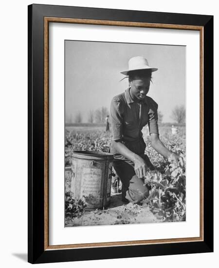 Young African American Sharecropper Woman Picking Peas in a Field on Farm-Andreas Feininger-Framed Photographic Print