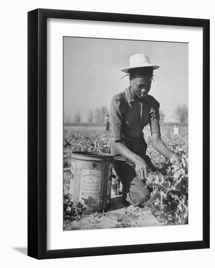 Young African American Sharecropper Woman Picking Peas in a Field on Farm-Andreas Feininger-Framed Photographic Print