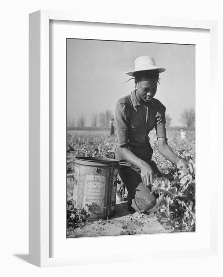 Young African American Sharecropper Woman Picking Peas in a Field on Farm-Andreas Feininger-Framed Photographic Print