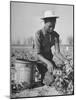 Young African American Sharecropper Woman Picking Peas in a Field on Farm-Andreas Feininger-Mounted Photographic Print