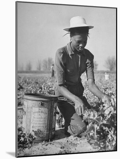 Young African American Sharecropper Woman Picking Peas in a Field on Farm-Andreas Feininger-Mounted Photographic Print