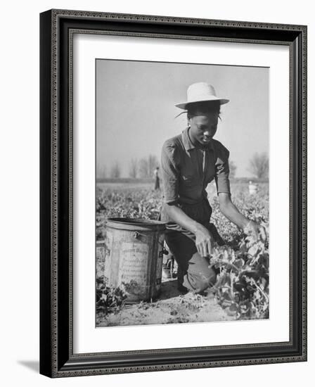 Young African American Sharecropper Woman Picking Peas in a Field on Farm-Andreas Feininger-Framed Photographic Print