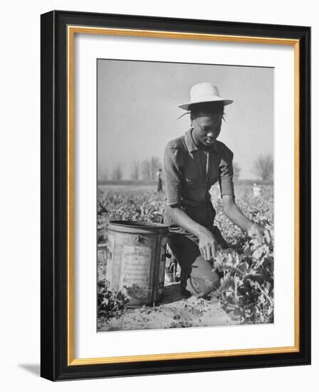 Young African American Sharecropper Woman Picking Peas in a Field on Farm-Andreas Feininger-Framed Photographic Print