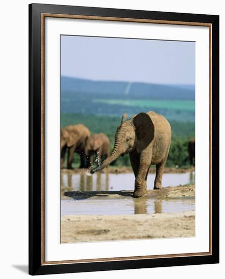 Young African Elephant, Loxodonta Africana, at Waterhole, Addo National Park, South Africa, Africa-Ann & Steve Toon-Framed Photographic Print