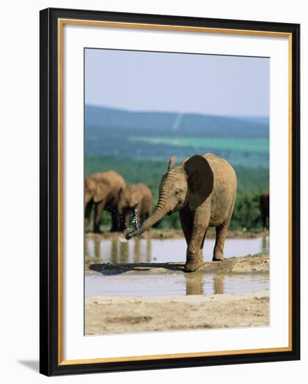 Young African Elephant, Loxodonta Africana, at Waterhole, Addo National Park, South Africa, Africa-Ann & Steve Toon-Framed Photographic Print