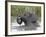 Young African Elephant (Loxodonta Africana) Playing in the Water, Serengeti National Park, UNESCO W-James Hager-Framed Photographic Print