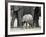 Young African Elephant, Loxodonta Africana, with Adult Group, Etosha National Park, Namibia, Africa-Ann & Steve Toon-Framed Photographic Print