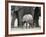 Young African Elephant, Loxodonta Africana, with Adult Group, Etosha National Park, Namibia, Africa-Ann & Steve Toon-Framed Photographic Print