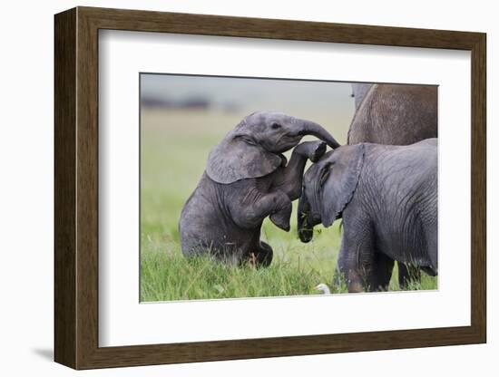 Young African Elephants (Loxodonta Africana) Playing And Sparing, Masai Mara, Kenya, Africa-Mark Macewen-Framed Photographic Print