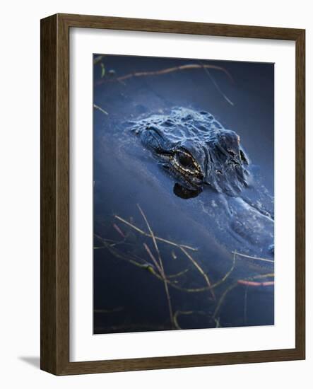 Young American Alligator, Merritt Island National Wildlife Refuge, Florida-Maresa Pryor-Framed Photographic Print