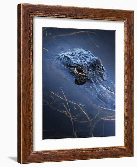 Young American Alligator, Merritt Island National Wildlife Refuge, Florida-Maresa Pryor-Framed Photographic Print