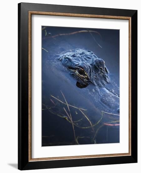 Young American Alligator, Merritt Island National Wildlife Refuge, Florida-Maresa Pryor-Framed Photographic Print