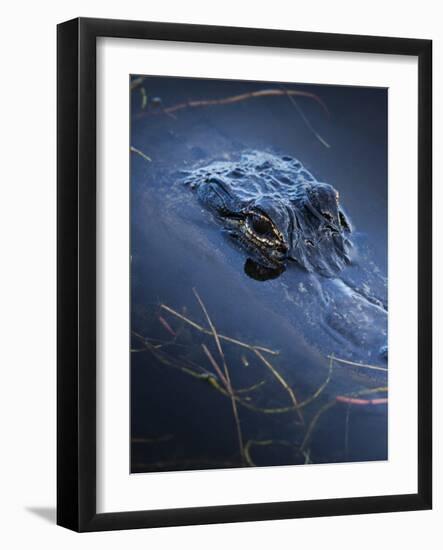 Young American Alligator, Merritt Island National Wildlife Refuge, Florida-Maresa Pryor-Framed Photographic Print