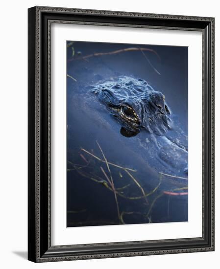 Young American Alligator, Merritt Island National Wildlife Refuge, Florida-Maresa Pryor-Framed Photographic Print