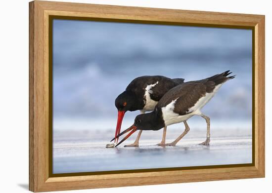 Young American Oystercatcher (Haematopus Palliatus) Snatching Food from Adult on the Shoreline-Mateusz Piesiak-Framed Premier Image Canvas