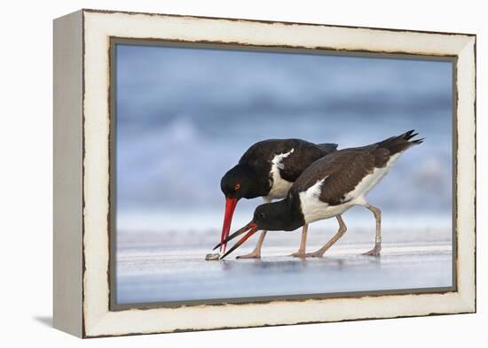 Young American Oystercatcher (Haematopus Palliatus) Snatching Food from Adult on the Shoreline-Mateusz Piesiak-Framed Premier Image Canvas