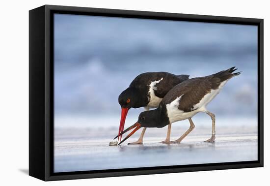 Young American Oystercatcher (Haematopus Palliatus) Snatching Food from Adult on the Shoreline-Mateusz Piesiak-Framed Premier Image Canvas