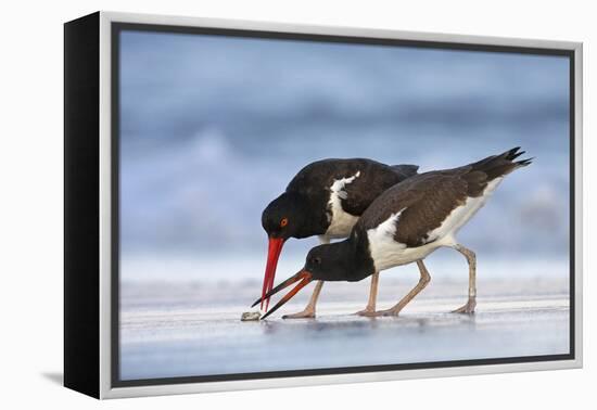 Young American Oystercatcher (Haematopus Palliatus) Snatching Food from Adult on the Shoreline-Mateusz Piesiak-Framed Premier Image Canvas