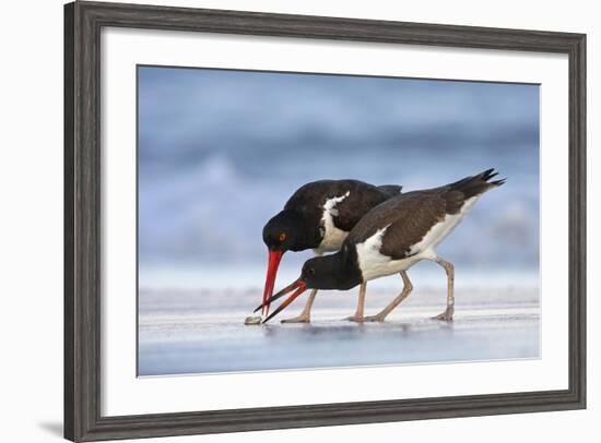 Young American Oystercatcher (Haematopus Palliatus) Snatching Food from Adult on the Shoreline-Mateusz Piesiak-Framed Photographic Print