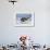 Young American Oystercatcher (Haematopus Palliatus) Snatching Food from Adult on the Shoreline-Mateusz Piesiak-Framed Photographic Print displayed on a wall