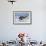 Young American Oystercatcher (Haematopus Palliatus) Snatching Food from Adult on the Shoreline-Mateusz Piesiak-Framed Photographic Print displayed on a wall