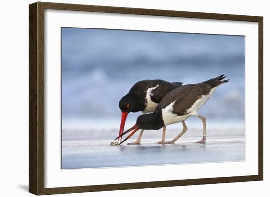 Young American Oystercatcher (Haematopus Palliatus) Snatching Food from Adult on the Shoreline-Mateusz Piesiak-Framed Photographic Print