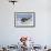 Young American Oystercatcher (Haematopus Palliatus) Snatching Food from Adult on the Shoreline-Mateusz Piesiak-Framed Photographic Print displayed on a wall