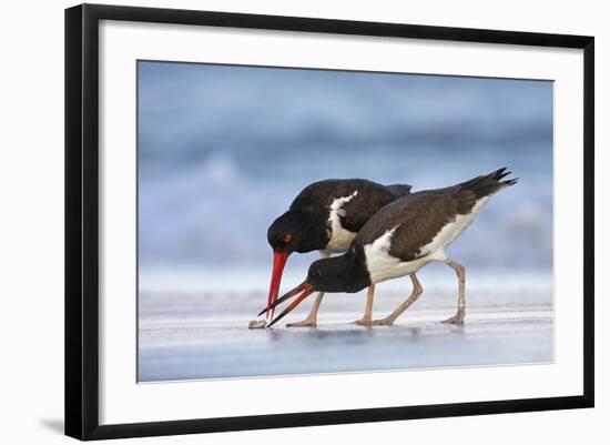 Young American Oystercatcher (Haematopus Palliatus) Snatching Food from Adult on the Shoreline-Mateusz Piesiak-Framed Photographic Print