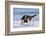 Young American Oystercatcher (Haematopus Palliatus) Snatching Food from Adult on the Shoreline-Mateusz Piesiak-Framed Photographic Print