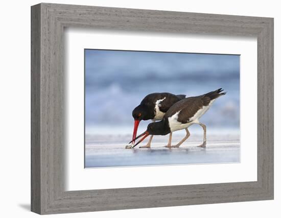 Young American Oystercatcher (Haematopus Palliatus) Snatching Food from Adult on the Shoreline-Mateusz Piesiak-Framed Photographic Print