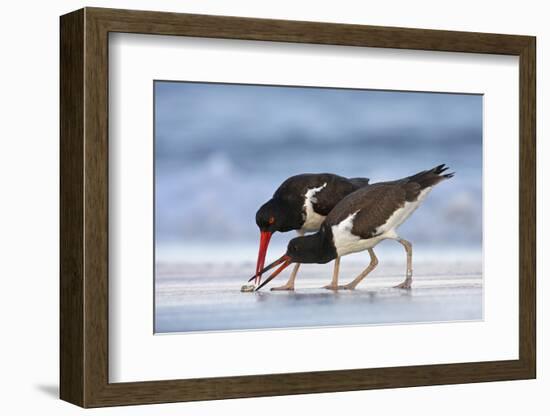 Young American Oystercatcher (Haematopus Palliatus) Snatching Food from Adult on the Shoreline-Mateusz Piesiak-Framed Photographic Print