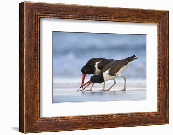 Young American Oystercatcher (Haematopus Palliatus) Snatching Food from Adult on the Shoreline-Mateusz Piesiak-Framed Photographic Print