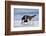 Young American Oystercatcher (Haematopus Palliatus) Snatching Food from Adult on the Shoreline-Mateusz Piesiak-Framed Photographic Print