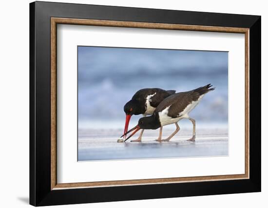 Young American Oystercatcher (Haematopus Palliatus) Snatching Food from Adult on the Shoreline-Mateusz Piesiak-Framed Photographic Print