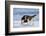 Young American Oystercatcher (Haematopus Palliatus) Snatching Food from Adult on the Shoreline-Mateusz Piesiak-Framed Photographic Print