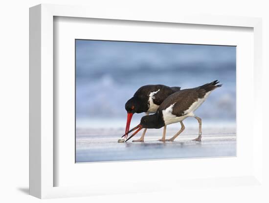 Young American Oystercatcher (Haematopus Palliatus) Snatching Food from Adult on the Shoreline-Mateusz Piesiak-Framed Photographic Print