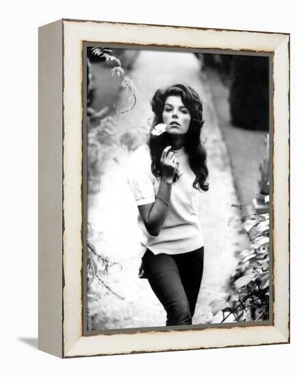 Young and Willing the Wild and the Willing De Ralphthomas Avec Samantha Eggar 1962-null-Framed Stretched Canvas