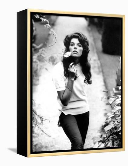 Young and Willing the Wild and the Willing De Ralphthomas Avec Samantha Eggar 1962-null-Framed Stretched Canvas