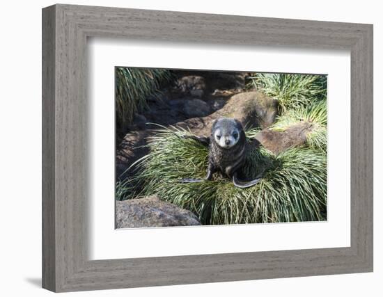 Young Antarctic fur seal (Arctocephalus gazella), Prion Island, South Georgia, Antarctica, Polar Re-Michael Runkel-Framed Photographic Print