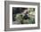 Young Antarctic fur seal (Arctocephalus gazella), Prion Island, South Georgia, Antarctica, Polar Re-Michael Runkel-Framed Photographic Print