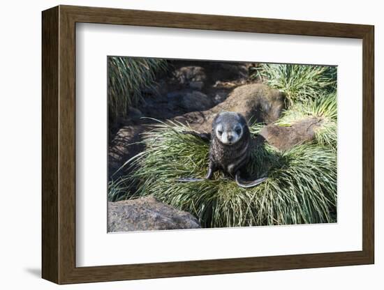 Young Antarctic fur seal (Arctocephalus gazella), Prion Island, South Georgia, Antarctica, Polar Re-Michael Runkel-Framed Photographic Print