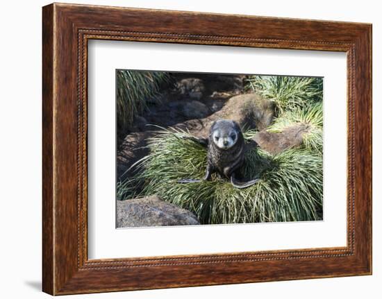 Young Antarctic fur seal (Arctocephalus gazella), Prion Island, South Georgia, Antarctica, Polar Re-Michael Runkel-Framed Photographic Print