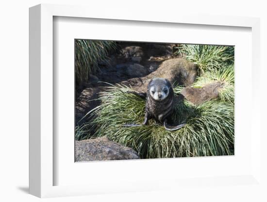 Young Antarctic fur seal (Arctocephalus gazella), Prion Island, South Georgia, Antarctica, Polar Re-Michael Runkel-Framed Photographic Print