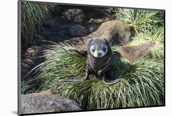 Young Antarctic fur seal (Arctocephalus gazella), Prion Island, South Georgia, Antarctica, Polar Re-Michael Runkel-Mounted Photographic Print