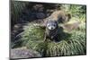 Young Antarctic fur seal (Arctocephalus gazella), Prion Island, South Georgia, Antarctica, Polar Re-Michael Runkel-Mounted Photographic Print