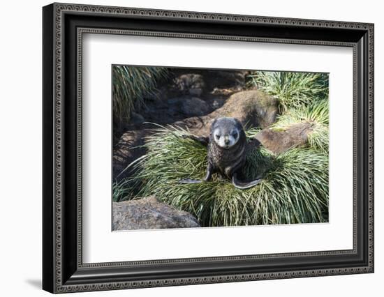 Young Antarctic fur seal (Arctocephalus gazella), Prion Island, South Georgia, Antarctica, Polar Re-Michael Runkel-Framed Photographic Print