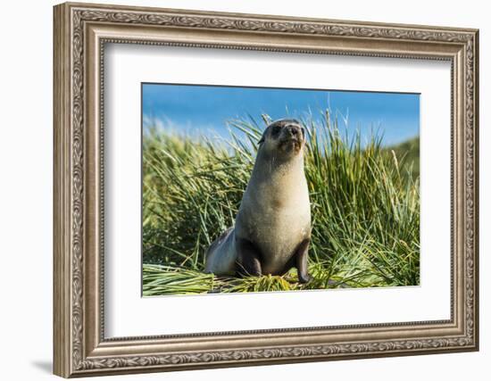 Young Antarctic fur seal (Arctocephalus gazella), Prion Island, South Georgia, Antarctica, Polar Re-Michael Runkel-Framed Photographic Print