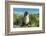 Young Antarctic fur seal (Arctocephalus gazella), Prion Island, South Georgia, Antarctica, Polar Re-Michael Runkel-Framed Photographic Print