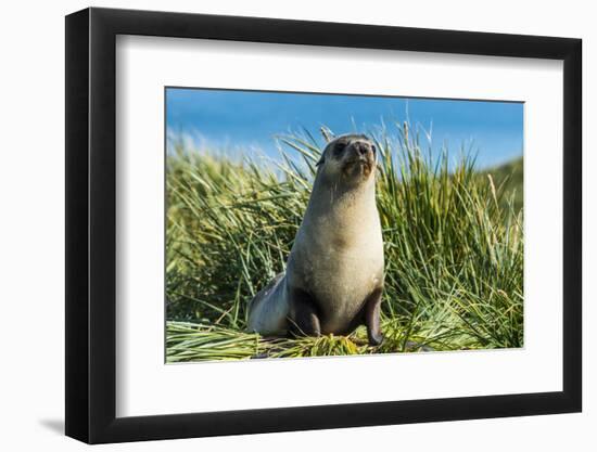 Young Antarctic fur seal (Arctocephalus gazella), Prion Island, South Georgia, Antarctica, Polar Re-Michael Runkel-Framed Photographic Print